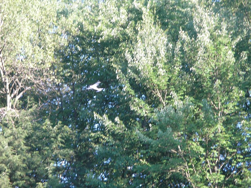 Hawk Mt. summer camp 7- 2009 166.jpg